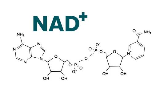 Ageing and NAD+: The Key to Staying  Active and Healthy