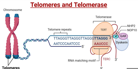 The End of the Line: How Telomeres Shape Our Lifespan