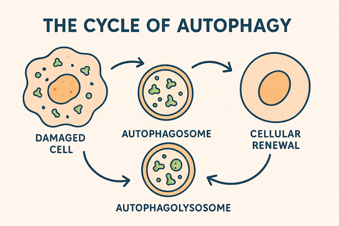 The Science of Autophagy : Practical Tips for Cellular Recovery