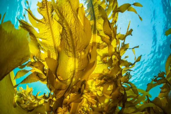 Kelp Extract (Ascophyllum Nodosum) – of which Iodine