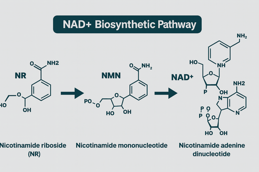 Diagram of the NAD+ biosynthetic pathway showing the conversion from Nicotinamide riboside (NR) to Nicotinamide mononucleotide (NMN) and finally to Nicotinamide adenine dinucleotide (NAD+), designed in teal green, black, and white brand colors.