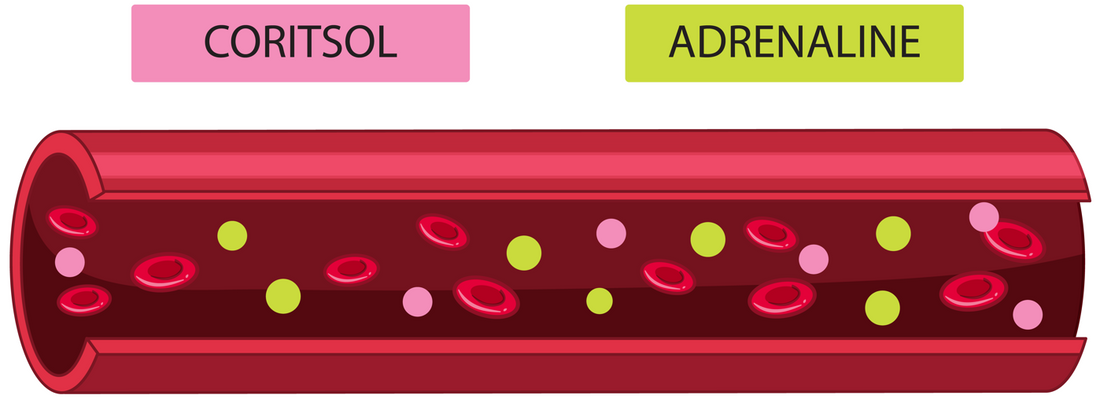 Illustration of bloodstream with cortisol and adrenaline hormones — red blood cells, pink and green hormone icons, labeled for clarity.