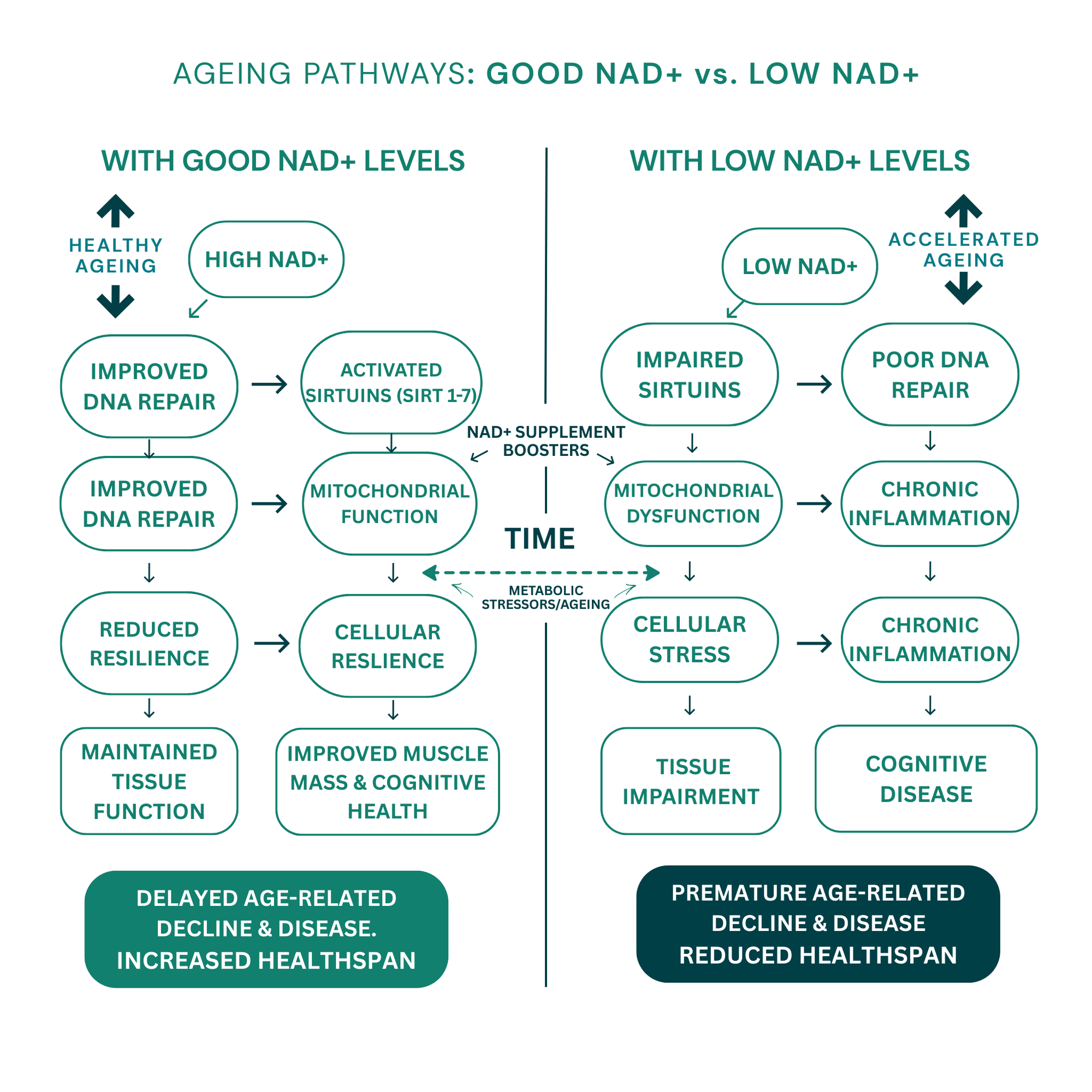 NAD+ structure and conversion diagram